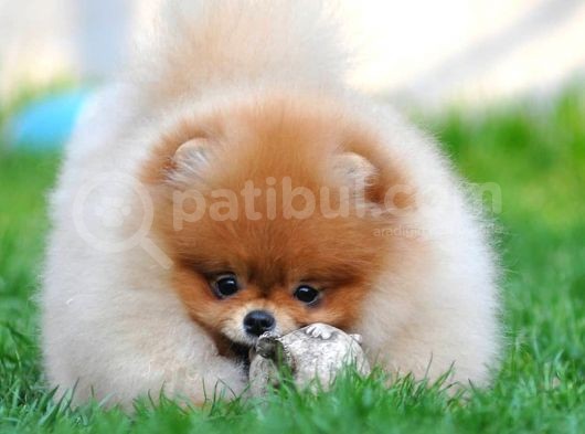 Pomeranian Boo Yavruları görsel