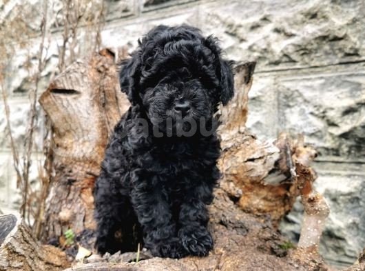 Siyah İnci Toy Poodle görsel
