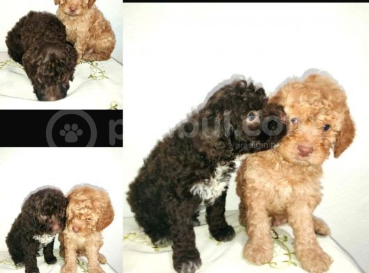 Poodletoy görsel