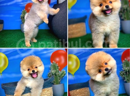 Oyuncu Pomerani̇an Boo Yavru Oğlumuz Maxi̇po / Yavrupati̇ler Den görsel
