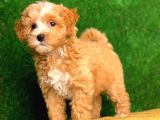 Safkan F1 Erkek Maltipoo Yavrularımız