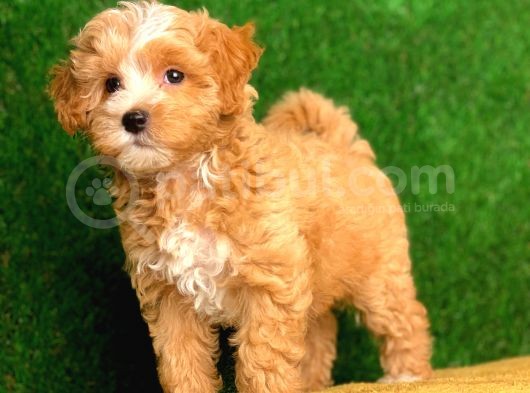 Safkan F1 Erkek Maltipoo Yavrularımız görsel