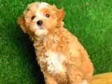 Safkan F1 Erkek Maltipoo Yavrularımız