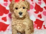 Safkan Maltipoo Yavrumuz F1 Irk ve Sağlık Garantili