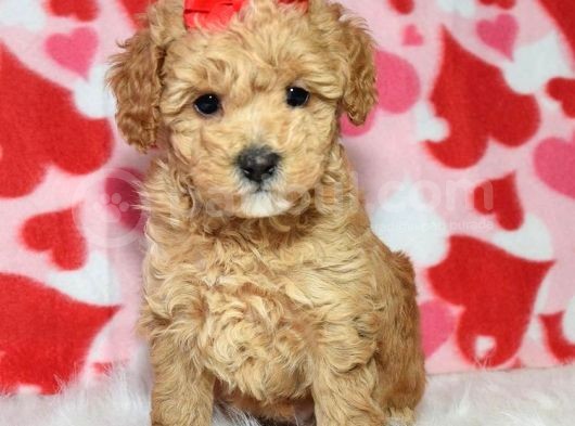 Safkan Maltipoo Yavrumuz F1 Irk Ve Sağlık Garantili görsel