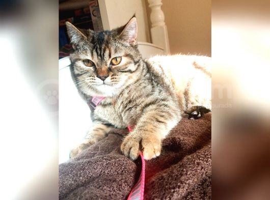 Scottsh Strahig Golden Tabby♡Baby Girl görsel