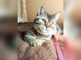 Scottsh Strahig Golden Tabby♡Baby Girl