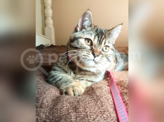 Scottsh Strahig Golden Tabby♡Baby Girl görsel