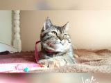 Scottsh Strahig Golden Tabby♡Baby Girl