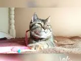 scottsh strahig golden tabby♡baby girl