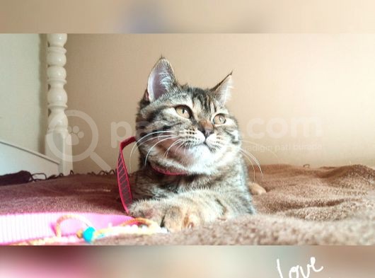 Scottsh Strahig Golden Tabby♡Baby Girl görsel
