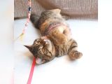 Scottsh Strahig Golden Tabby♡Baby Girl