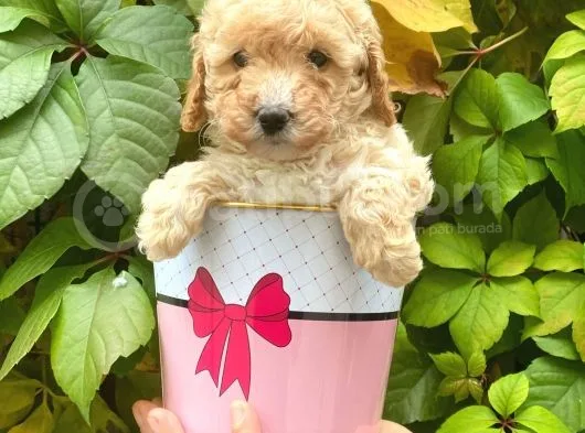 Apricot Kayısı Renk Toy Poodle Yavrularımız