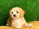 Safkan F1 Maltipoo Yavrularimiz Irk Garantili