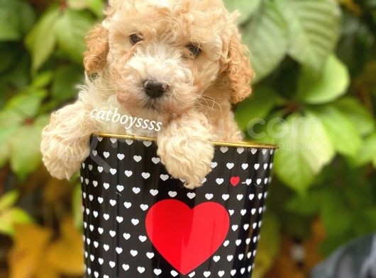 Safkan Apricot Toy Poodle Yavrularımız görsel