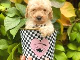 Apricot Toy Poodle Erkek Yavrumuz