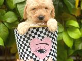 Apricot Toy Poodle Erkek Yavrumuz