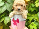 Apricot Kayısı Renk Toy Poodle Yavrularımız
