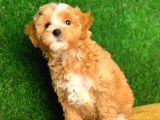 Orjinal F1 Maltipoo Yavrularimiz Saglik Garantili