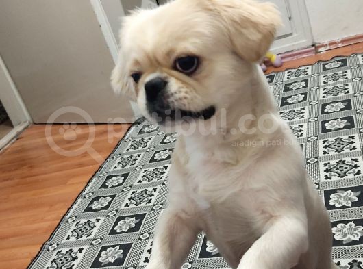 Pekines Erkek görsel