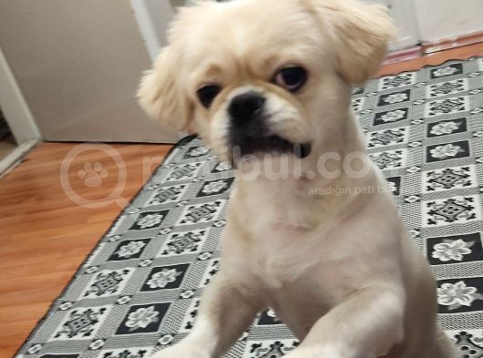 Pekines Erkek görsel