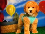 @Yavrupatiler Den Safkan Toy Poodle Apricot Yavru Oğlumuz Melon