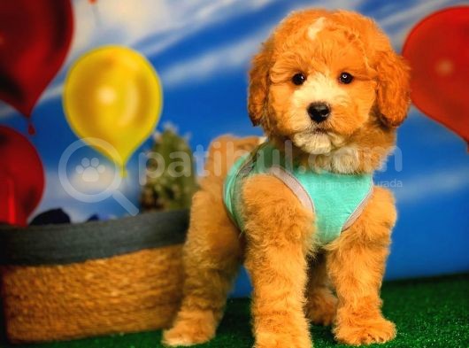 @Yavrupatiler Den Safkan Toy Poodle Apricot Yavru Oğlumuz Melon görsel
