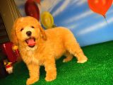 @Yavrupatiler Den Safkan Toy Poodle Apricot Yavru Oğlumuz Melon