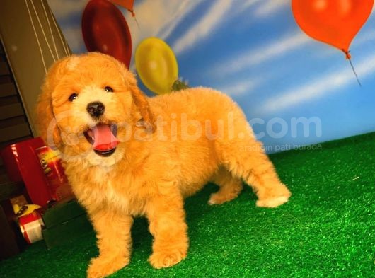 @Yavrupatiler Den Safkan Toy Poodle Apricot Yavru Oğlumuz Melon görsel