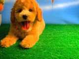 @Yavrupatiler Den Safkan Toy Poodle Apricot Yavru Oğlumuz Melon
