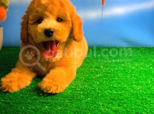 @Yavrupatiler Den Safkan Toy Poodle Apricot Yavru Oğlumuz Melon görsel