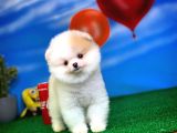 Safkan Pomeranian Boo Yavru Oğlumuz Papiş