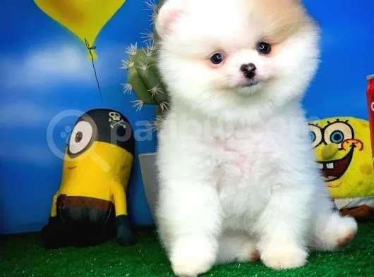 Safkan Pomeranian Boo Yavru Oğlumuz Papiş