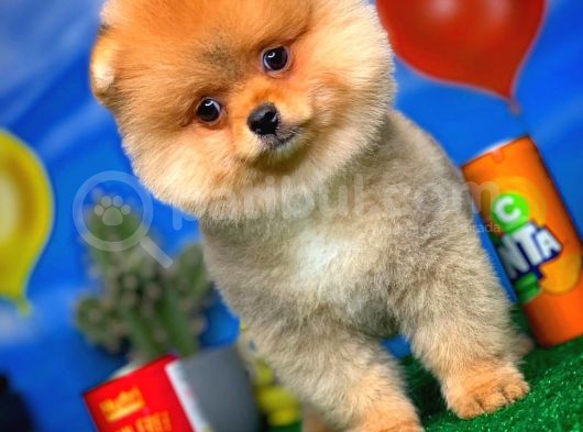 Safkan Pomeranian Boo Yavru Oğlumuz Minik görsel