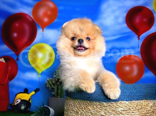 Safkan Pomeranian Boo Yavru Oğlumuz Minik görsel