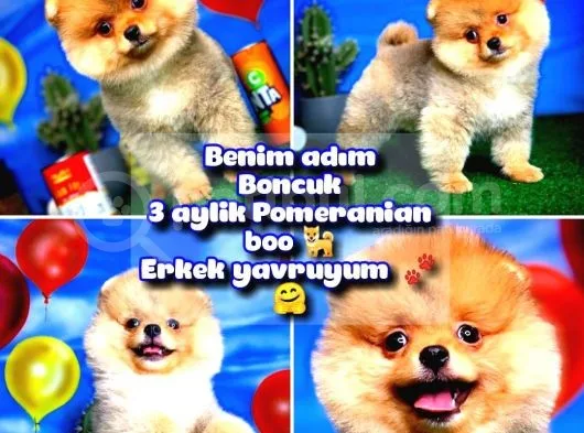 Safkan Pomeranian Boo Yavru Oğlumuz Minik