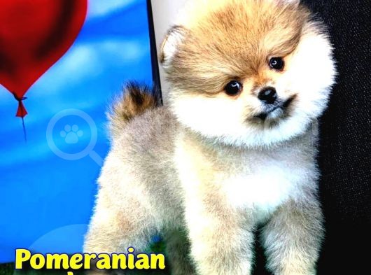 Safkan Pomeranian Boo Yavru Oğlumuz Minik görsel