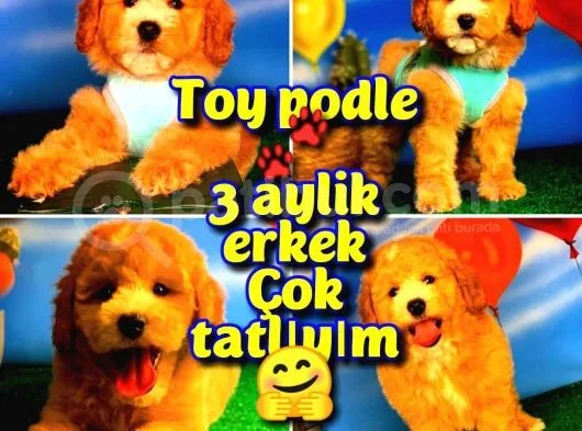 @Yavrupatiler Den Safkan Toy Poodle Apricot Yavru Oğlumuz Melon