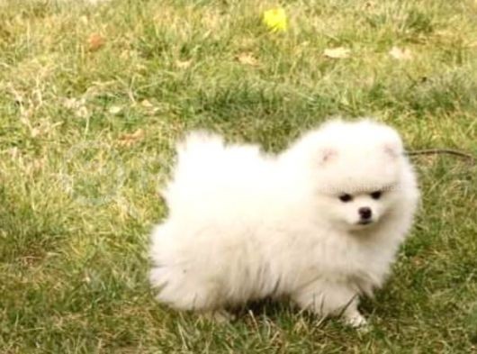 Muhteşem Güzellikte Safkan Kar Beyaz Pomeranian Boo görsel