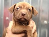 Bully Mix