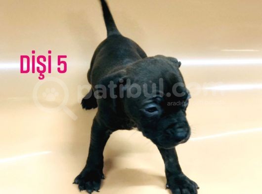 Bully Mix görsel
