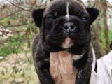 Fransız Bulldog Yavrular