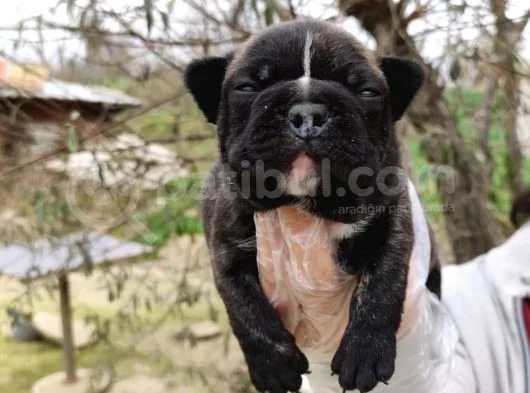 Fransız Bulldog Yavrular