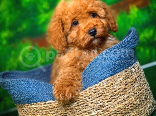 @Yavrupatiler Güvencesiyle Toy Poodle  Yavrularımız görsel