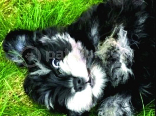 Schnauzer Yavruları görsel