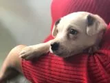 Maskesiz kalp burun jack russell yavrumuz teslime hazır