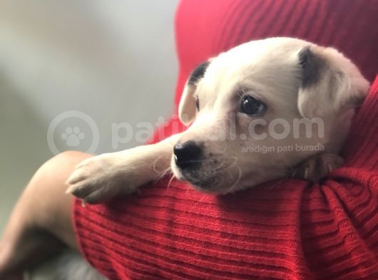 Maskesiz Kalp Burun Jack Russell Yavrumuz Teslime Hazır görsel