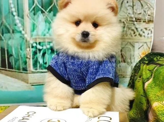 Teddy Bear Yavrular
