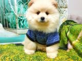 Teddy Bear Yavrular