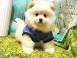 Teddy Bear Yavrular